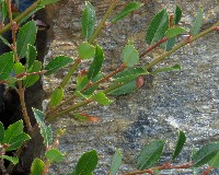 Salix foetida